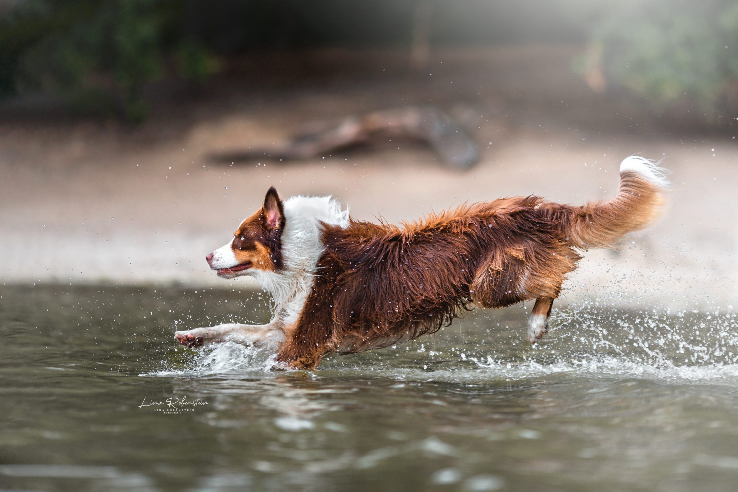 Hund im Wasserfotoshooting Erlebnisfotoshooting Berlin und Brandenburg